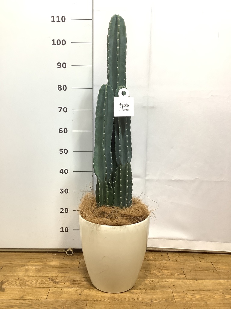 観葉植物 柱サボテン 8号 ビアスソリッド 白 付き | 観葉植物なら