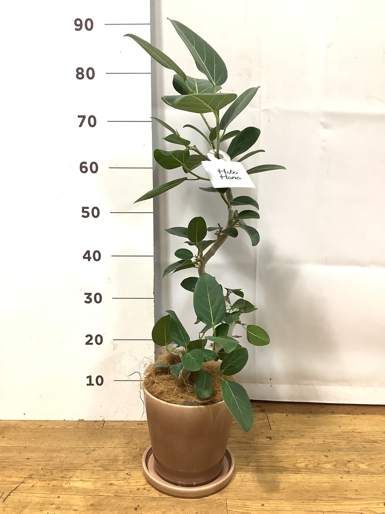 フィカス　ベンガレンシス　5番 フィカス ベンガレンシス 5号 | 観葉植物通販 HitoHana（ひとはな）