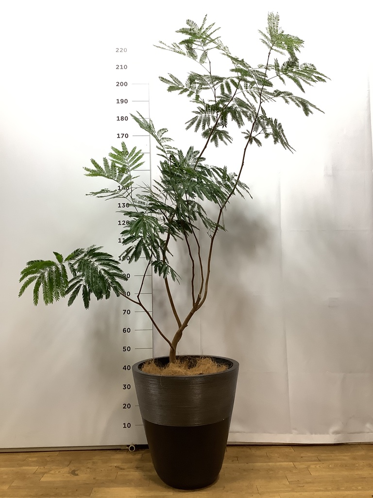 観葉植物 エバーフレッシュ 10号 ボサ造り キューブ ラテルストーン