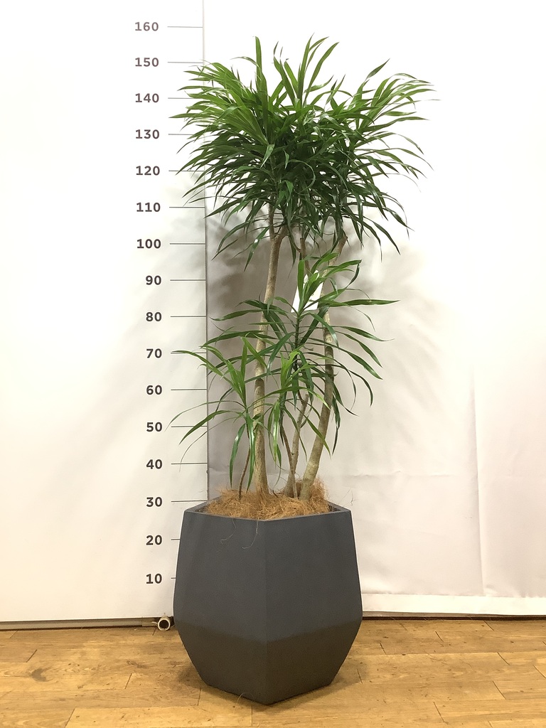 観葉植物 ドラセナ リフレクサ 8号 プラスチック鉢 | 観葉植物なら