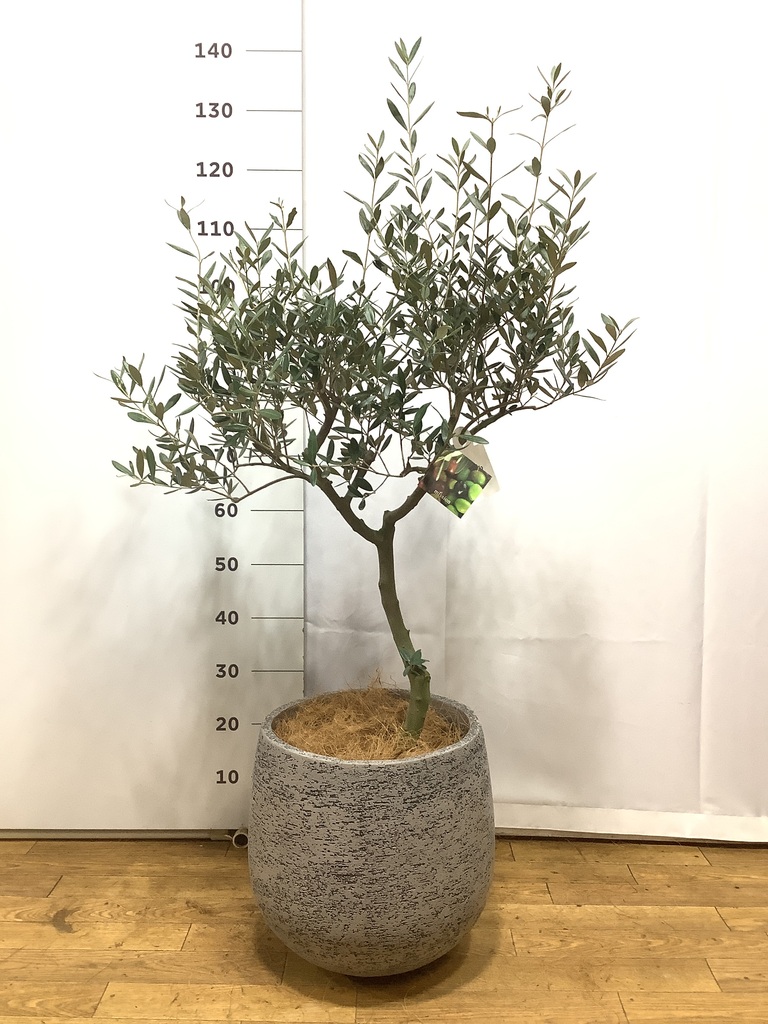 観葉植物 オリーブ 8号 創樹 リブバスケットNatural 付き | 観葉植物