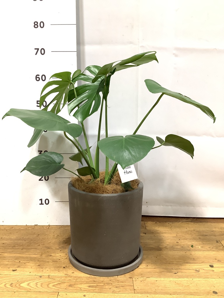 モンステラ 実生　観葉植物 ① モンステラ 1点もの | 観葉植物 | 送料無料でお届け - Hitohana（ひと