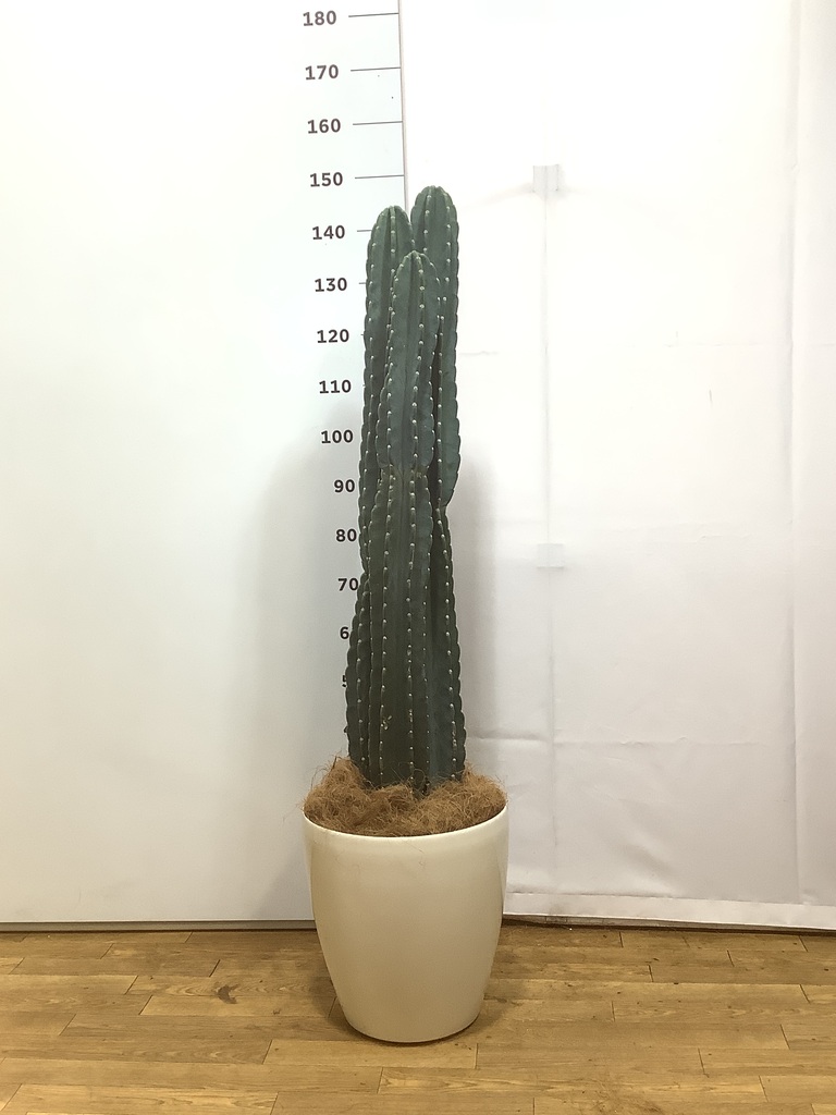 サボテン 柱サボテン L | 観葉植物の通販 AND PLANTS (アンドプランツ)