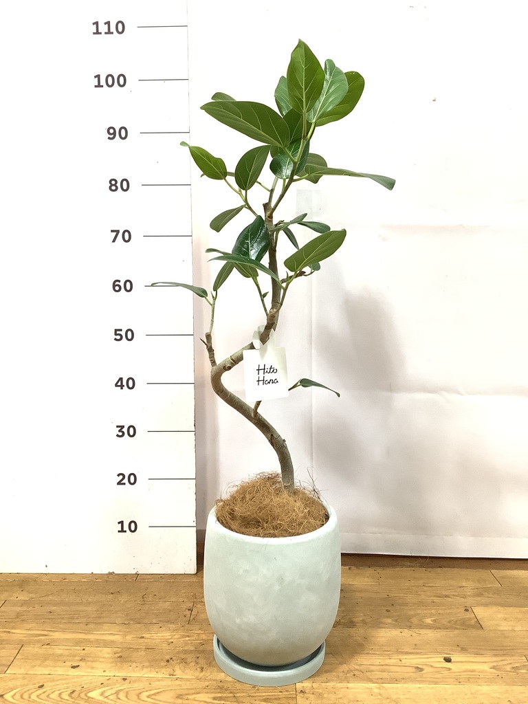 観葉植物 フィカス ベンガレンシス 6号 曲り Ceramic Pot (セラミック