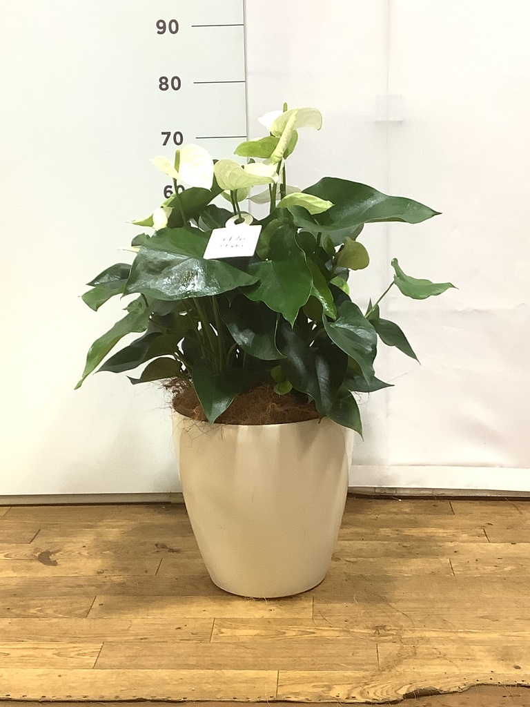 アンスリウム 8号 | 観葉植物 | 送料無料でお届け - Hitohana（ひとはな）