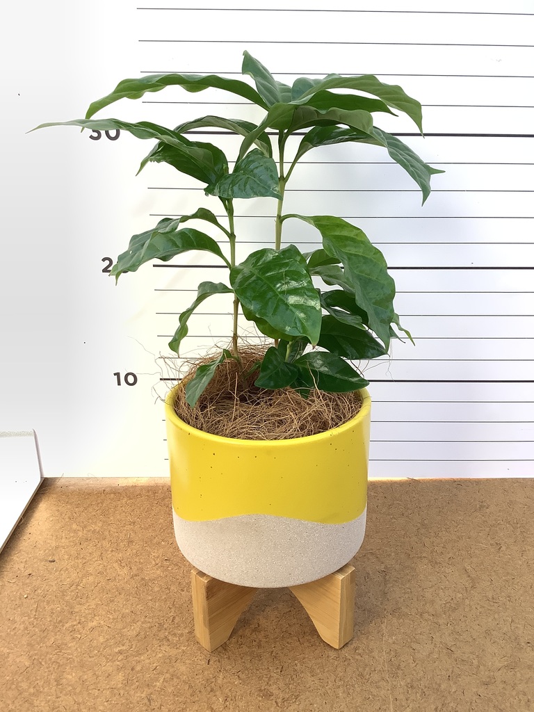 観葉植物 コーヒーの木 3号 レーナ 15 Y イエロー 付き | 観葉植物なら