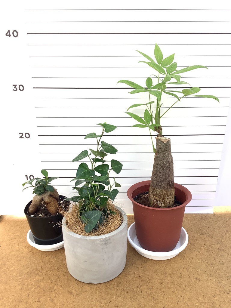 あんしん樹形セレクト | 観葉植物の通販ならHitoHana（ひとはな）