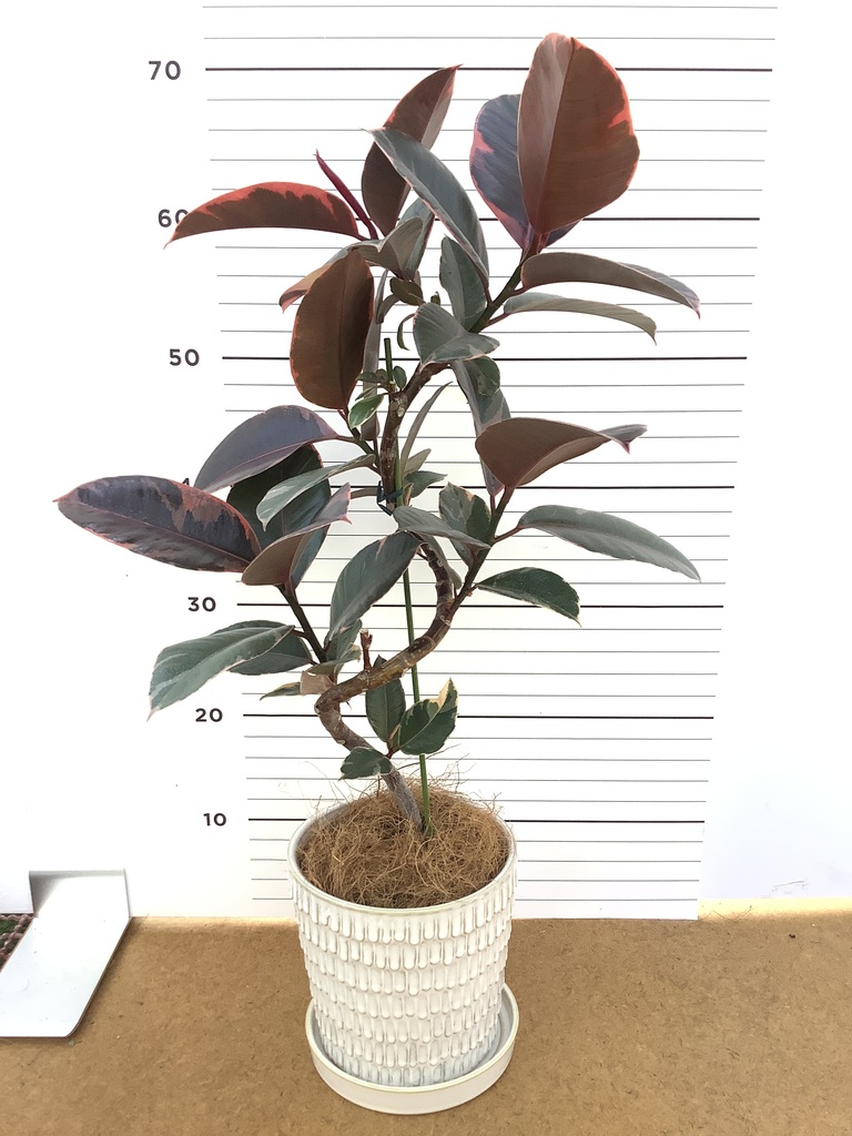 フィカス ルビー 写真 | 観葉植物通販HitoHana(ひとはな)