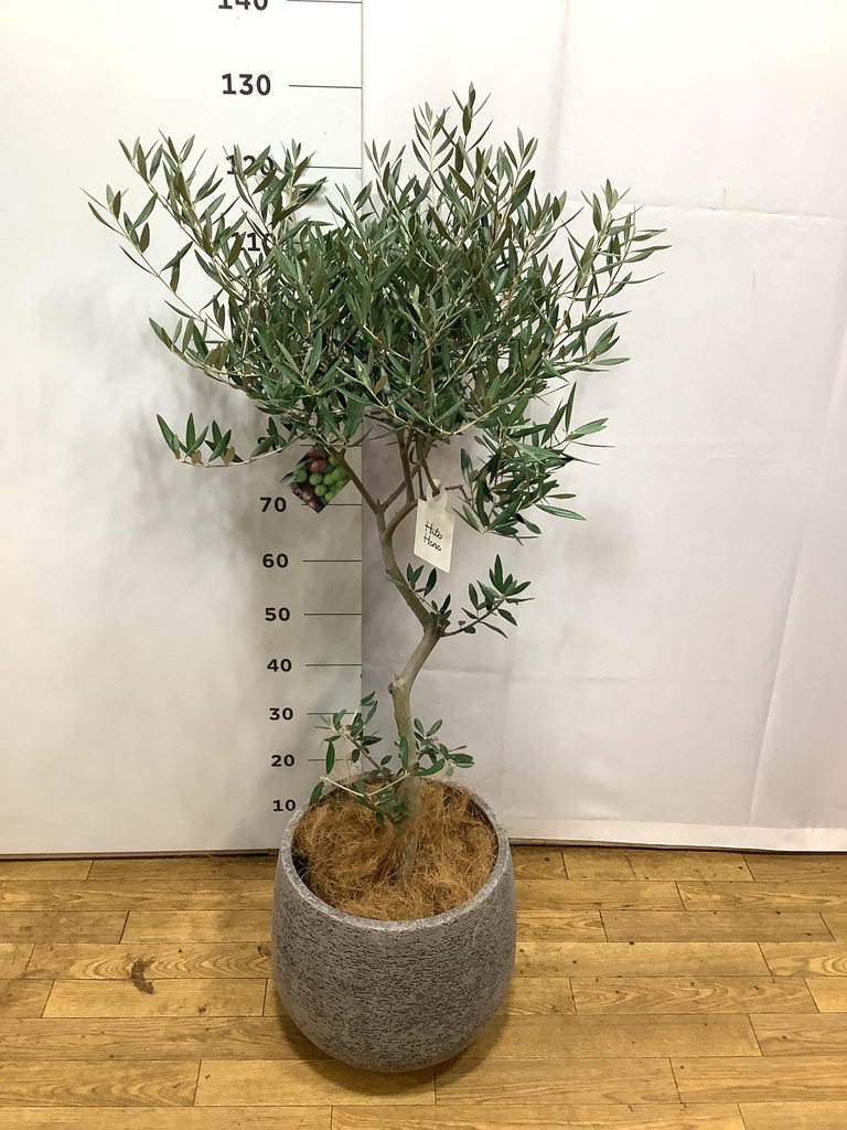 観葉植物 オリーブ 8号 創樹 ポリゴヘクサ 白 付き | 観葉植物なら