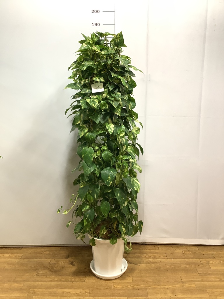 観葉植物 ポトス 10号 プラスチック鉢 | 観葉植物ならHitoHana(ひとはな)