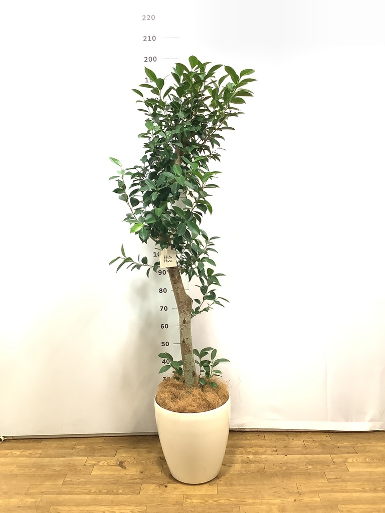 希少 ガジュマル ベビーリーフ 7号 120cm 陶器鉢 ガジュマル ベビーリーフ | 観葉植物通販 HitoHana（ひとはな）