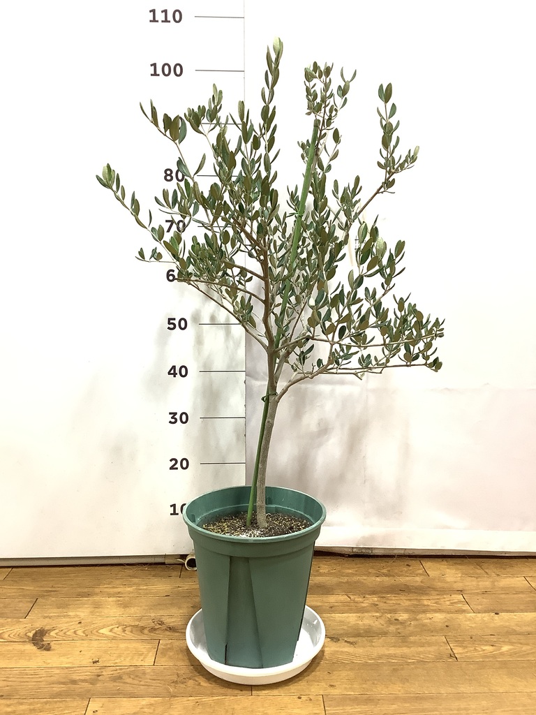 オリーブの木 ルッカ | 観葉植物 | 送料無料でお届け - Hitohana（ひと