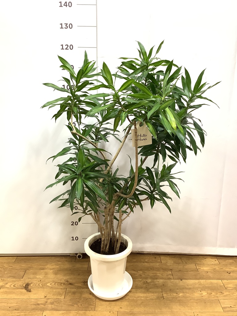 観葉植物 ドラセナ ソング オブ ジャマイカ 8号 プラスチック鉢 | 観葉