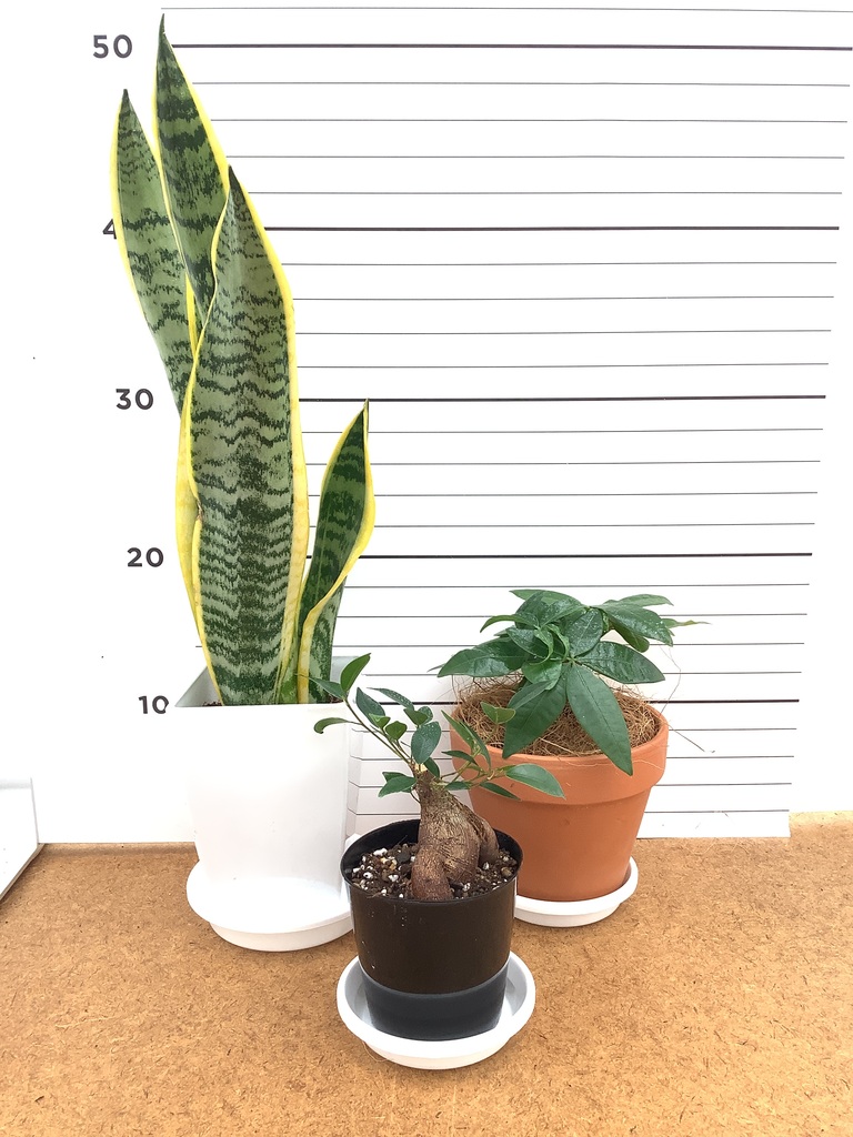 観葉植物 初心者にもおすすめお試し3点セット（サンスベリア 4号
