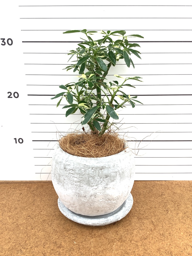 観葉植物 シェフレラ コンパクタ 3号 朴 斑入り プラスチック鉢 | 観葉