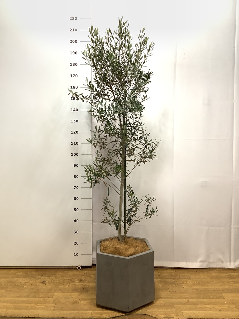 大株 オリーブの木 チプレッシーノ 10号 観葉植物 オリーブ 10号 チプレッシーノ エコストーンwhite 付き