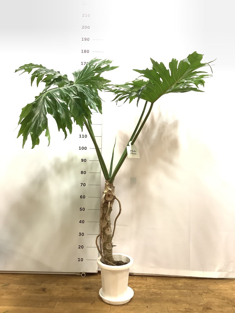 観葉植物 フィロデンドロン 8号 セローム ヒトデカズラ 根あがり