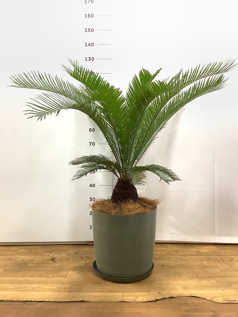大株主のソテツ　10号プラ鉢付き　高さ 83cm程(鉢底から) 観葉植物 ソテツ 10号 ジュピター 白 付き | 観葉植物ならHitoHana