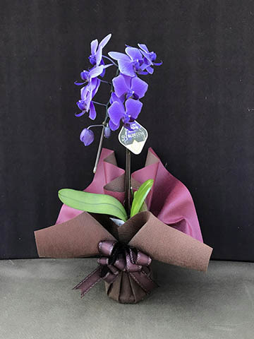 胡蝶蘭ブルージーンの通販 | HitoHana（ひとはな）