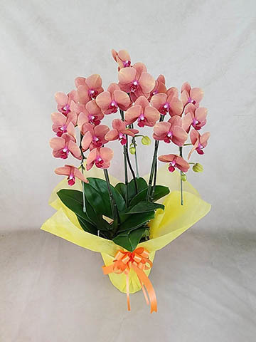 胡蝶蘭サーフソングの通販 | HitoHana（ひとはな）