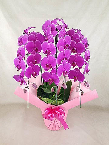 紫色の胡蝶蘭鉢花 Amazon｜ミディ胡蝶蘭 2本立 紫【蘭 鉢花 本物 インテリア ギフト