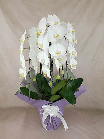 お供え】胡蝶蘭大輪 白 3本立ち 30輪〜35輪前後 | 胡蝶蘭ならHitoHana