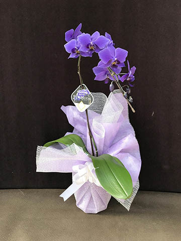 胡蝶蘭ブルージーンの通販 | HitoHana（ひとはな）