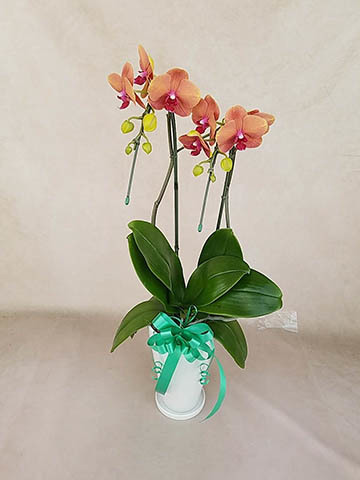 胡蝶蘭サーフソングの通販 | HitoHana（ひとはな）