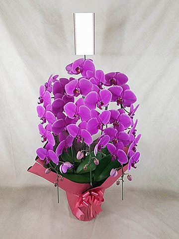 紫色の胡蝶蘭鉢花 春ギフト2025 ミディ胡蝶蘭 パープル 2本立｜鉢花04-PA | ギフト