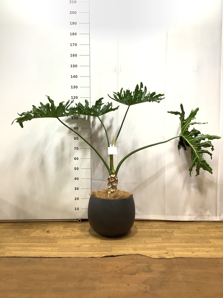 K■フィロデンドロン・セローム/ヒトデカズラ/高さ85cm/葉38cm 観葉植物 フィロデンドロン 8号 セローム ヒトデカズラ 根あがり