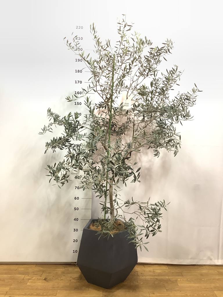 観葉植物 オリーブの木 10号 バロウニ プラスチック鉢 / 小倉園 | 観葉