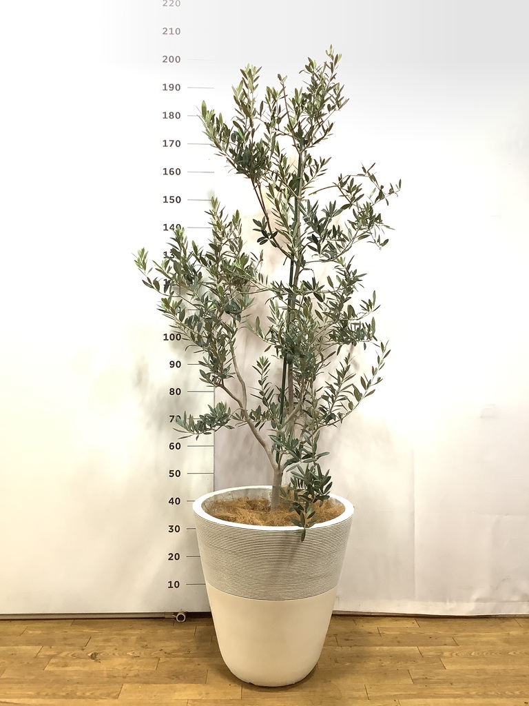 観葉植物 オリーブの木 10号 レッチーノ プラスチック鉢 / 小倉園