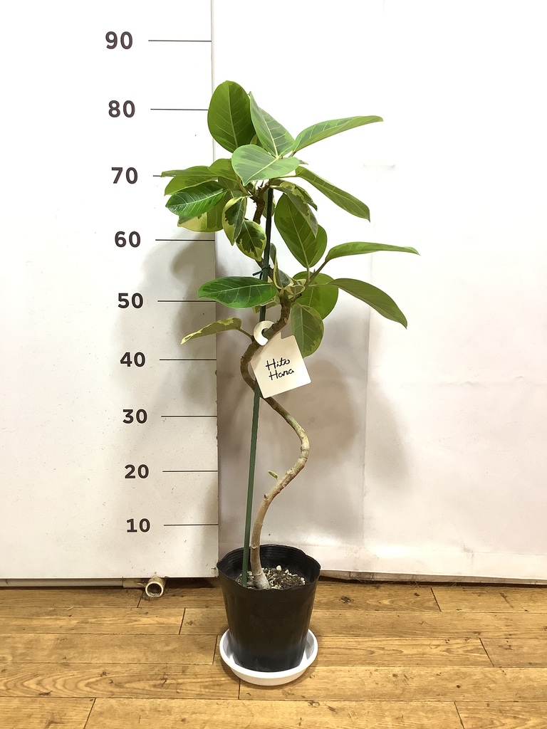 観葉植物 フィカス アルテシーマ 5号 曲り プラスチック鉢 | 観葉植物