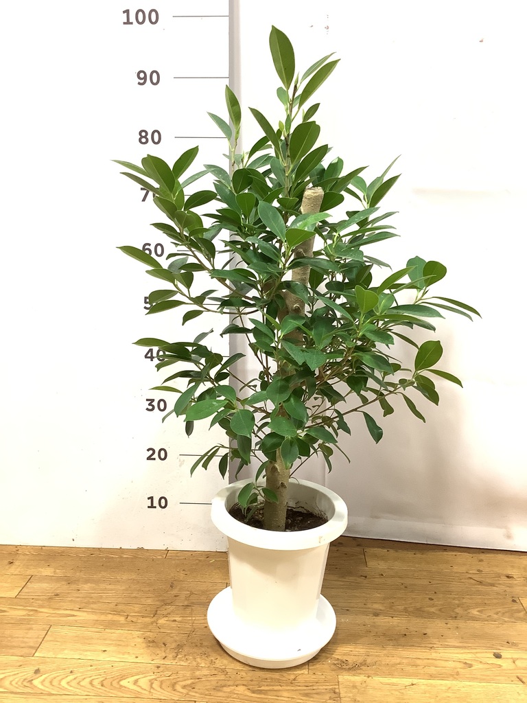 ガジュマル 7号 | 観葉植物通販HitoHana(ひとはな)