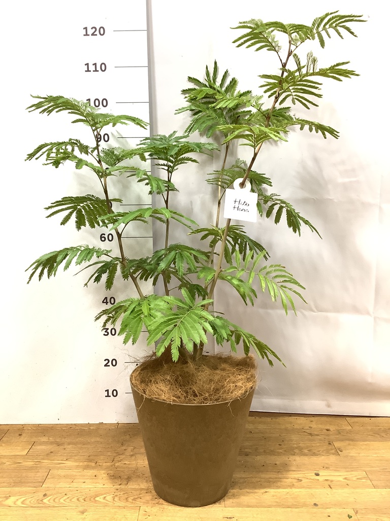 観葉植物 エバーフレッシュ【145cm】7号 プラスチック鉢 #70002 | 観葉