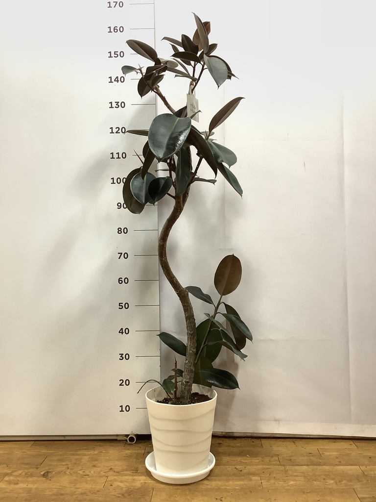 観葉植物 フィカス バーガンディ 8号 曲り プラスチック鉢 | 観葉植物