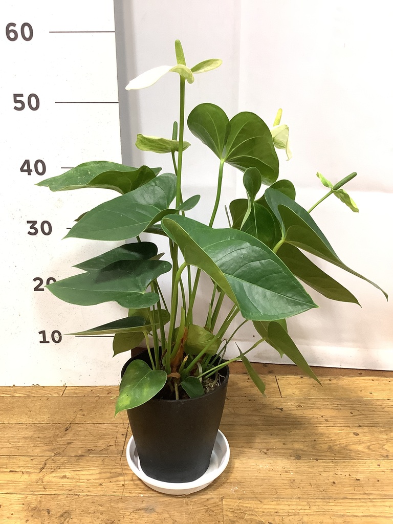 P. Stemaria 観葉植物　中株サイズACO品 観葉植物 アンスリウム 5号 ホワイト プラスチック鉢 | 観葉植物なら