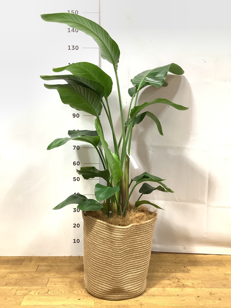 オーガスタ 10号 | 観葉植物の通販ならHitoHana