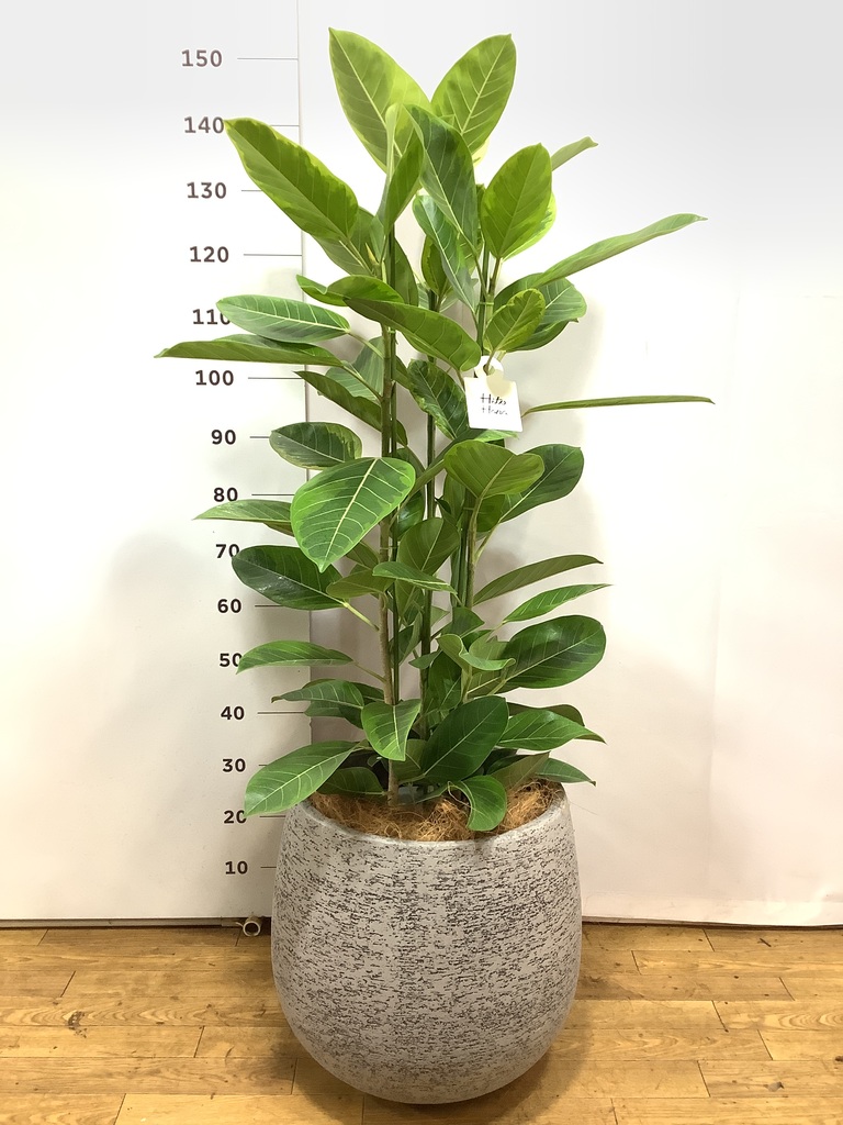 観葉植物 フィカス アルテシーマ 10号 3本立ち プラスチック鉢 | 観葉 