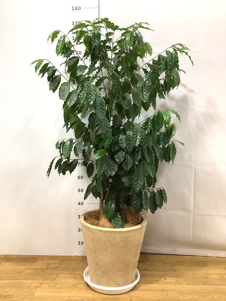 観葉植物 コーヒーの木 10号 LushBasket(ラッシュバスケット) 付き