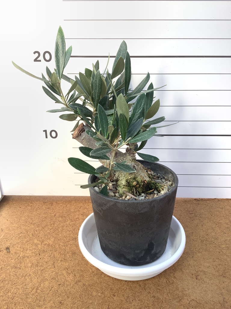 観葉植物 オリーブ 3号 創樹 盆栽仕立て | 観葉植物ならHitoHana(ひとはな)