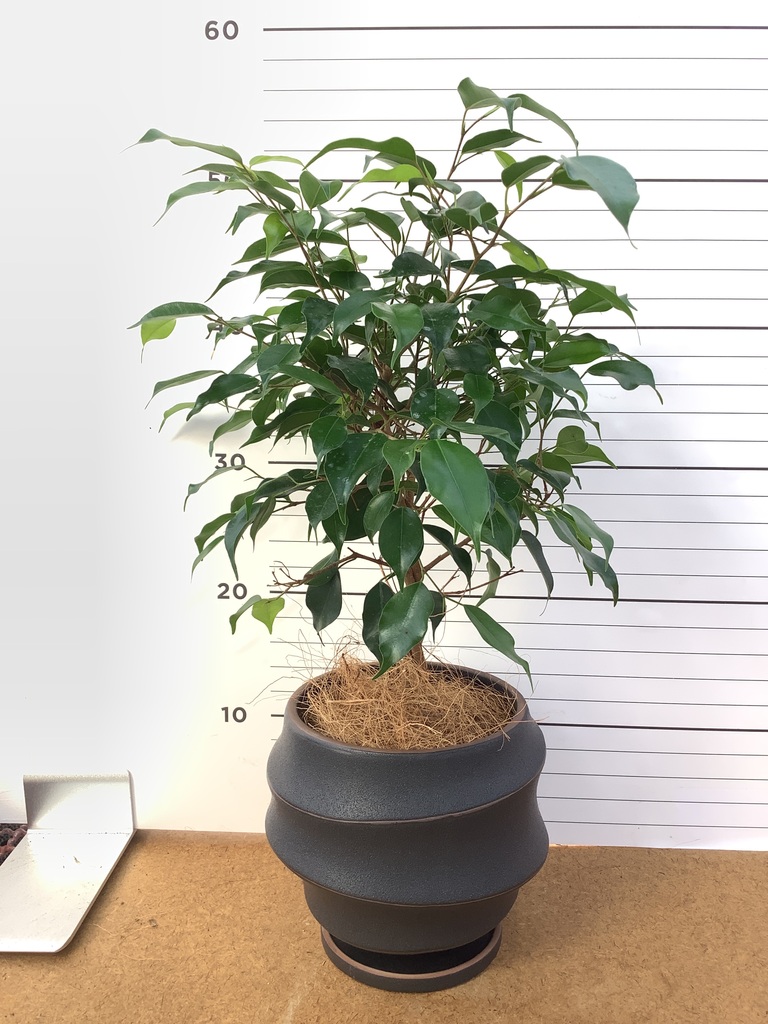 観葉植物 フィカス ベンジャミン 4号 玉造り オーセ 15 Y イエロー