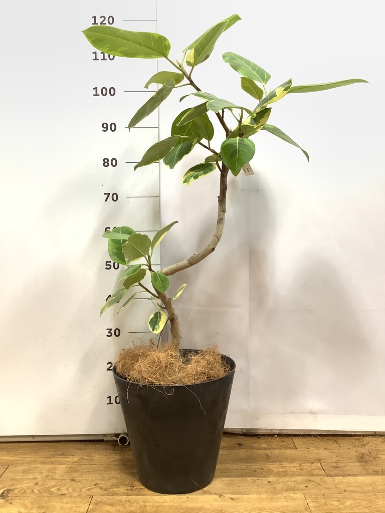 観葉植物 フィカス アルテシーマ 7号 曲り プラスチック鉢 | 観葉植物