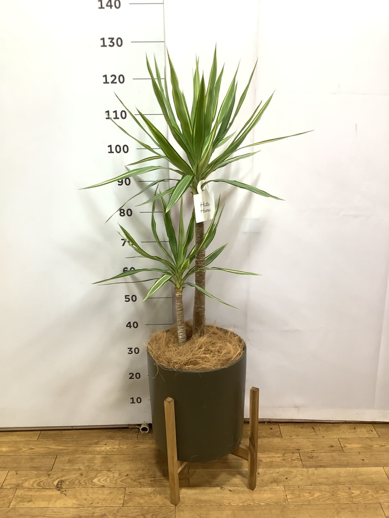 観葉植物 ユッカ 8号 斑入り エコストーンwhite 付き | 観葉植物なら