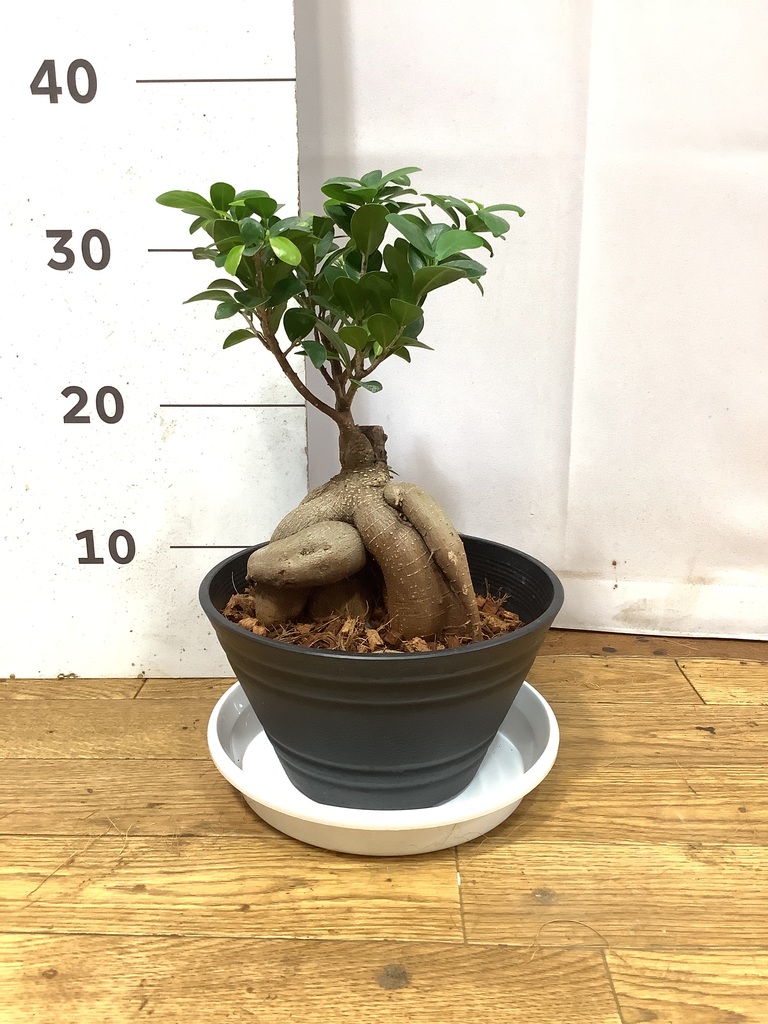 ガジュマル 7号 | 観葉植物通販HitoHana(ひとはな)