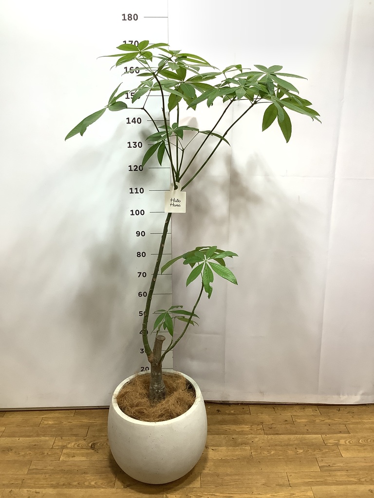 観葉植物 パキラ 8号 実生（みしょう） バスク キューブ 付き | 観葉
