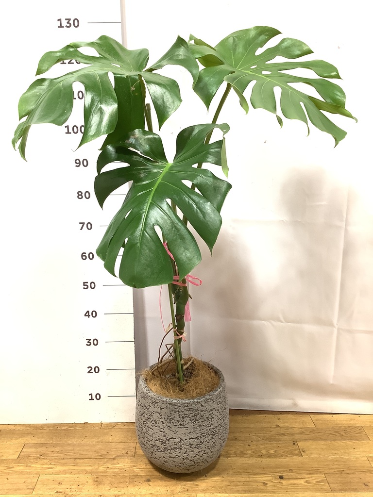 モンステラ 1点もの | 観葉植物 | 送料無料でお届け - Hitohana（ひと