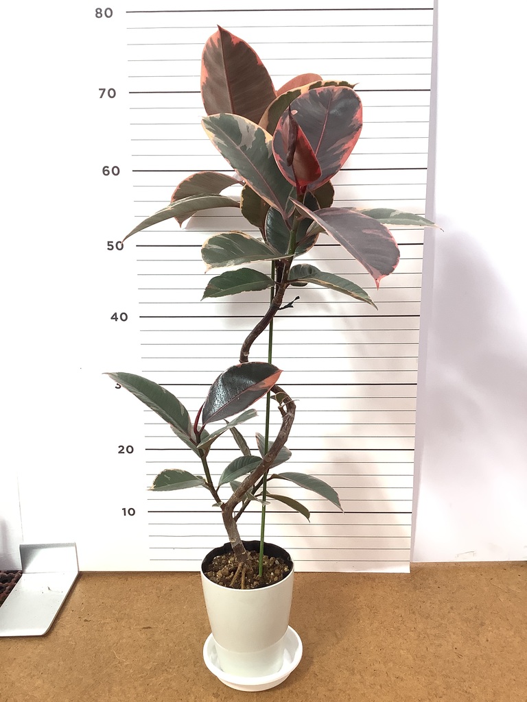フィカス ルビー 写真 | 観葉植物通販HitoHana(ひとはな)