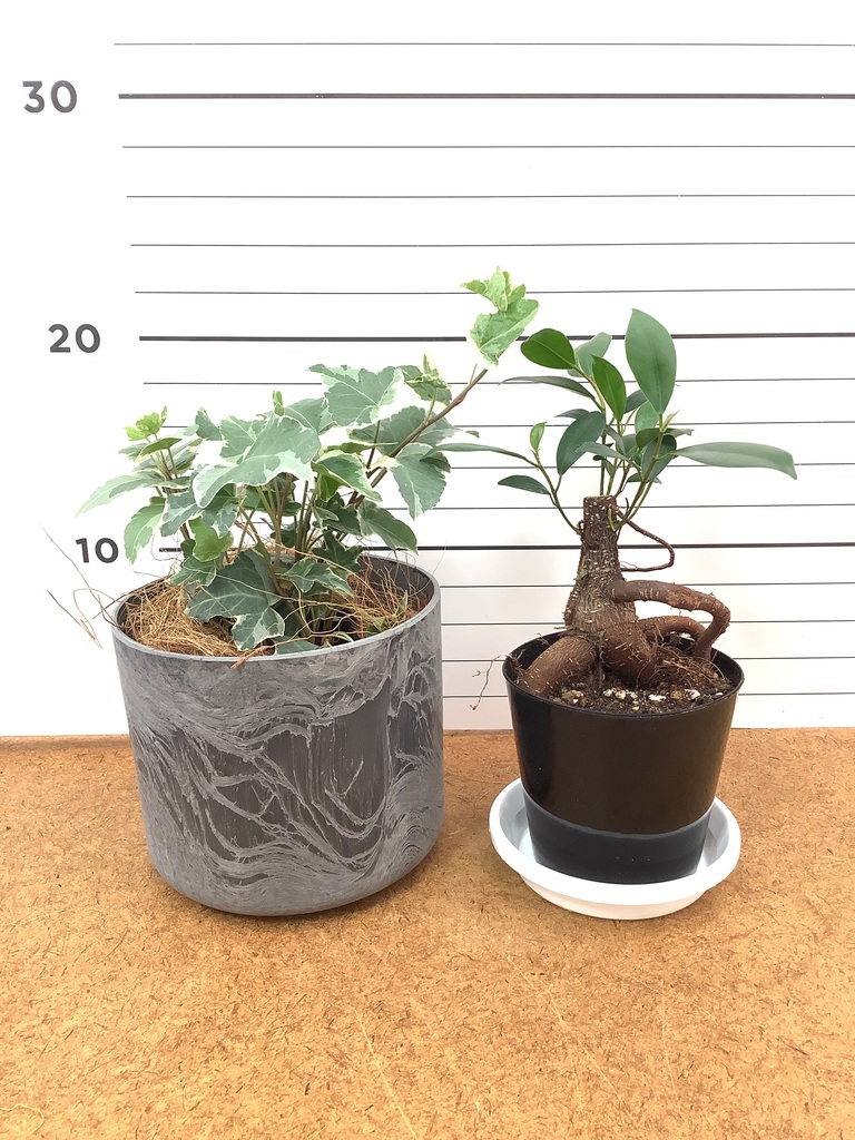 ガジュマル パンダ 4号 | 観葉植物通販HitoHana(ひとはな)