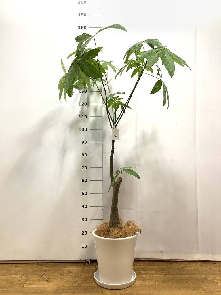 観葉植物 パキラ 8号 実生（みしょう） プラスチック鉢 | 観葉植物なら
